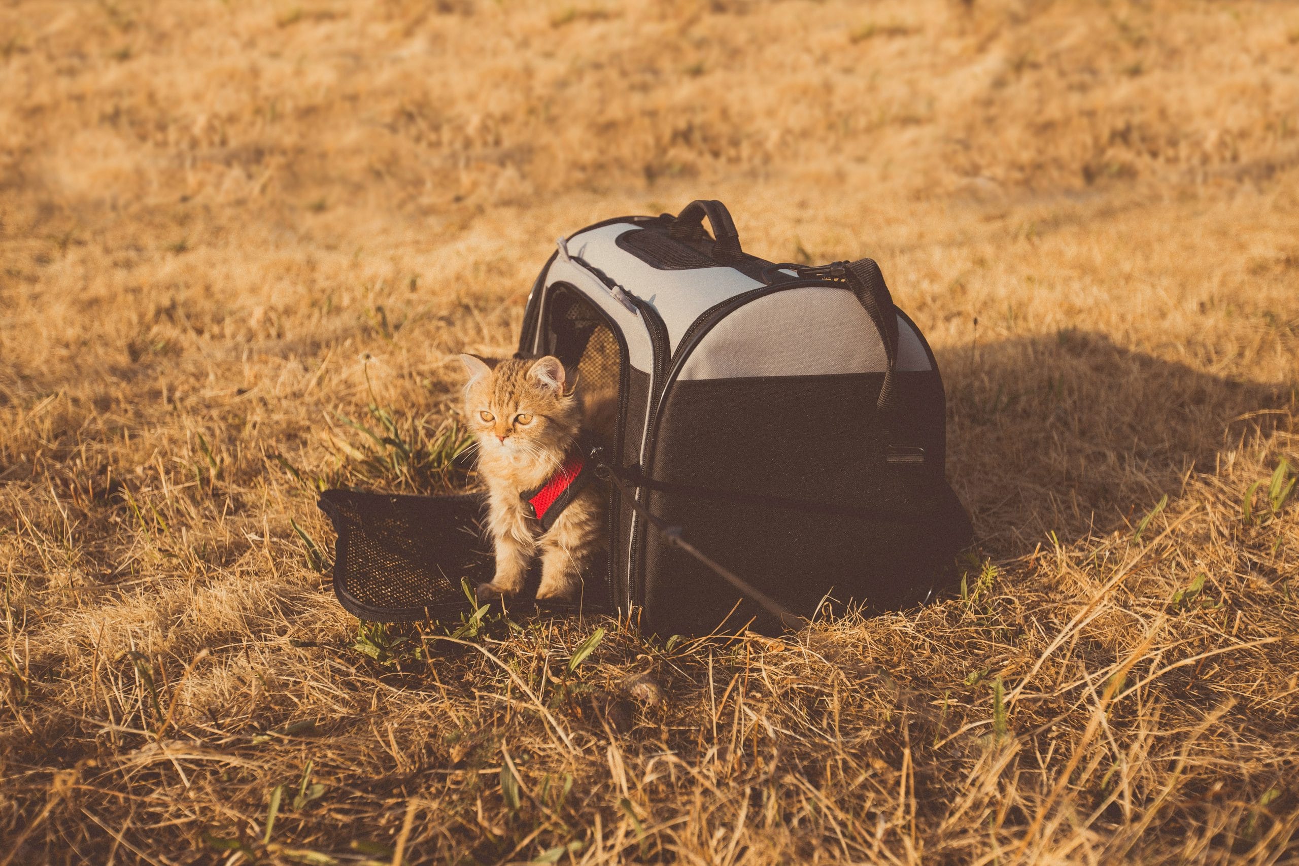 How to Choose a Pet Travel Insurance Plan